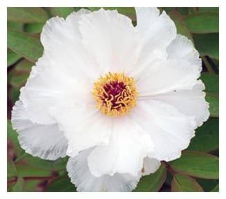 Пион Белый Феникс в строительном магазине