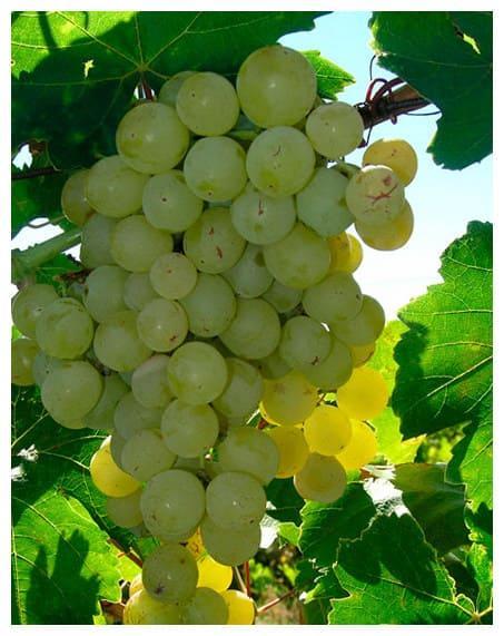 Виноград Кишмиш Мускатный в строительном магазине