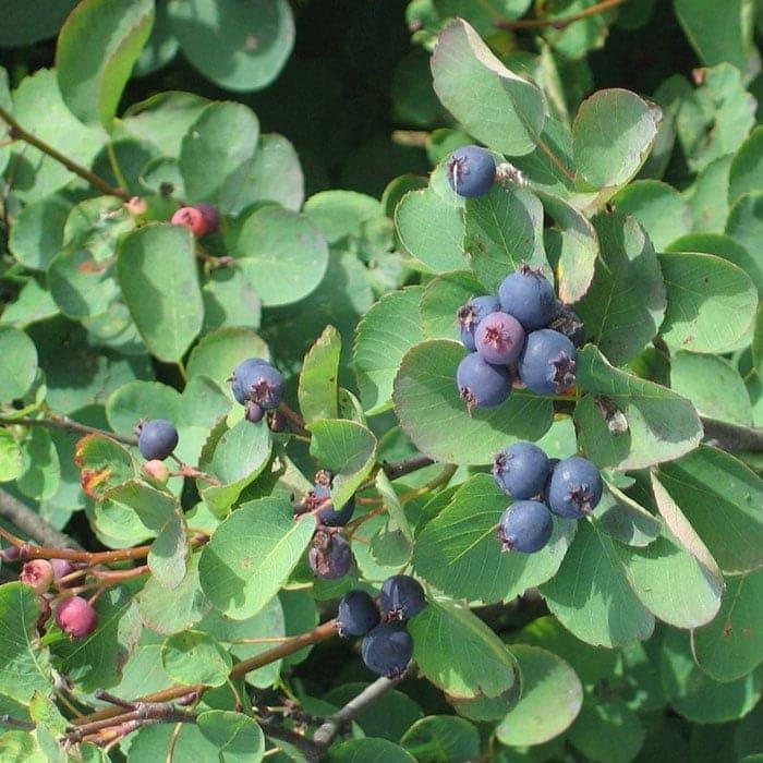 Ирга Смоуки в строительном магазине