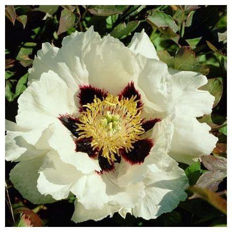 Пион Снежный лотос в строительном магазине