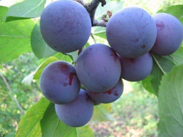 Слива Яичная синяя в строительном магазине