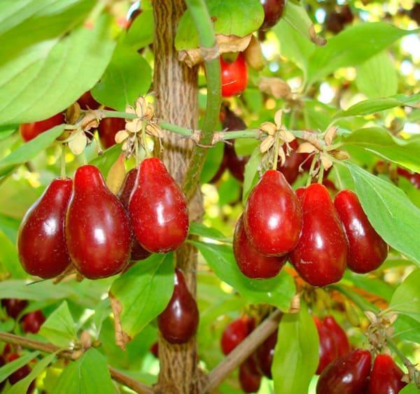 Кизил Элегантный в строительном магазине