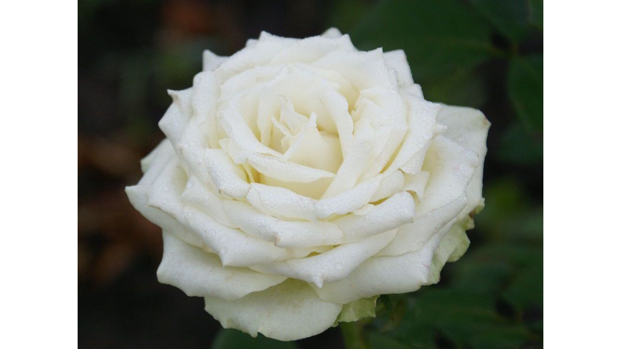 Роза чайно-гибридная Боинг