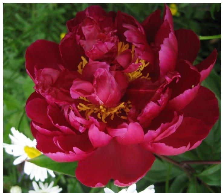 Пион Пурпурный феникс в строительном магазине