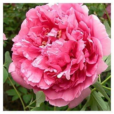 Пион Герои в строительном магазине