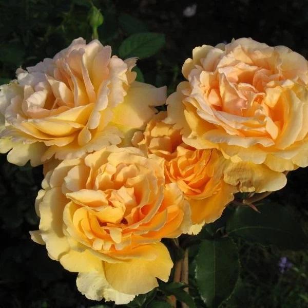 Роза София Ренессанс в строительном магазине