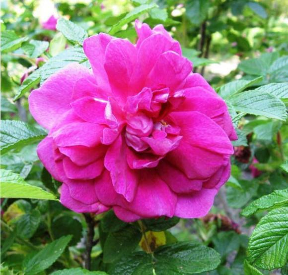 Роза Ханса в строительном магазине