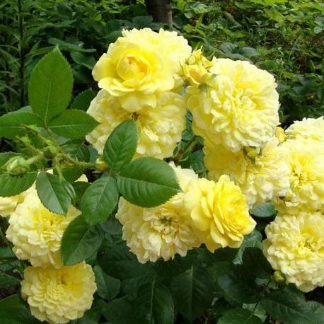 Роза Жоэль Маруани в строительном магазине