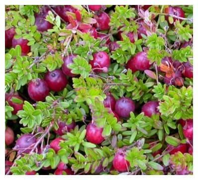 Клюква Кроули в строительном магазине