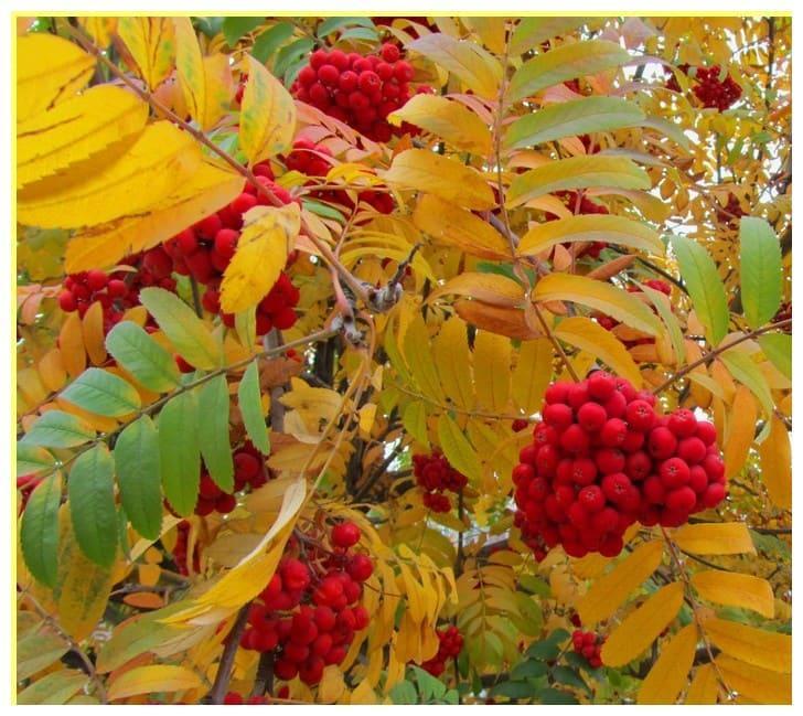 Рябина Красавица в строительном магазине