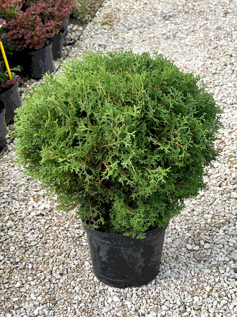 Туя западная " Tiny Tim" - 40-50 см С-12 - 6500₽ в строительном магазине