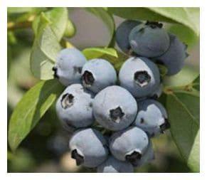 Черника Блю Кроп в строительном магазине