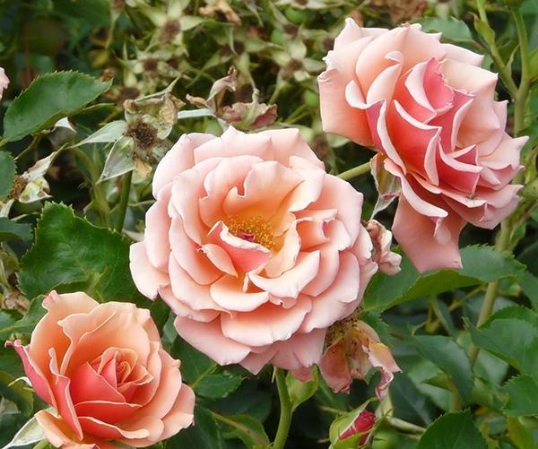 Роза Энн Хендерсон в строительном магазине