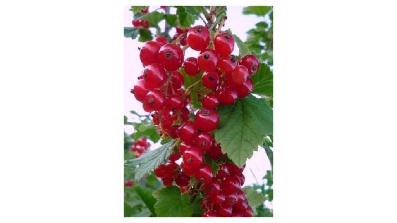 Смородина красная Вика в строительном магазине