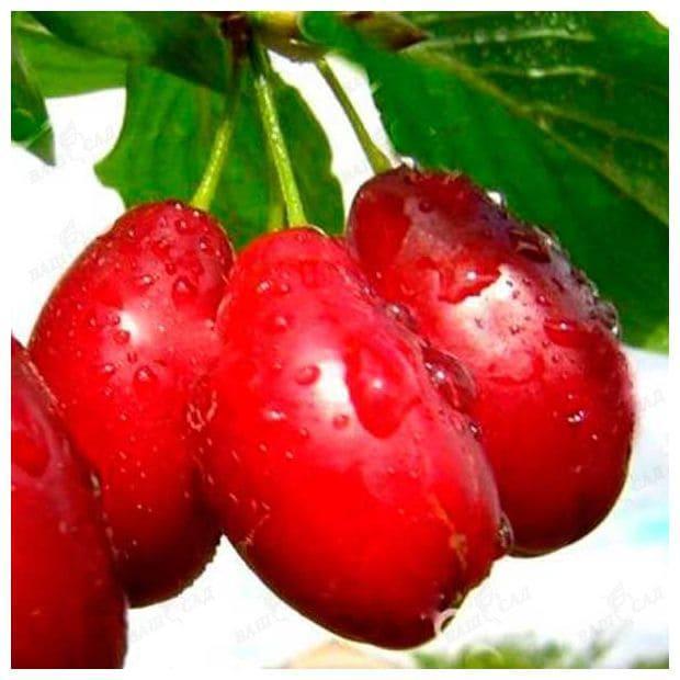 Кизил Светлячок в строительном магазине