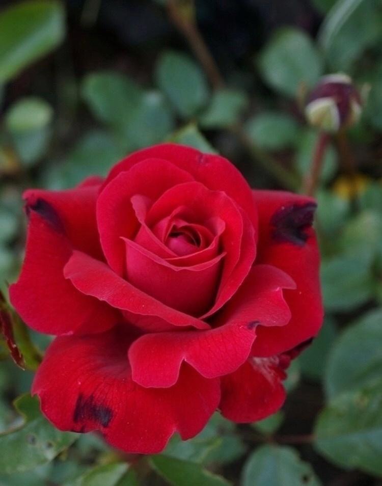 Роза Алустон в строительном магазине