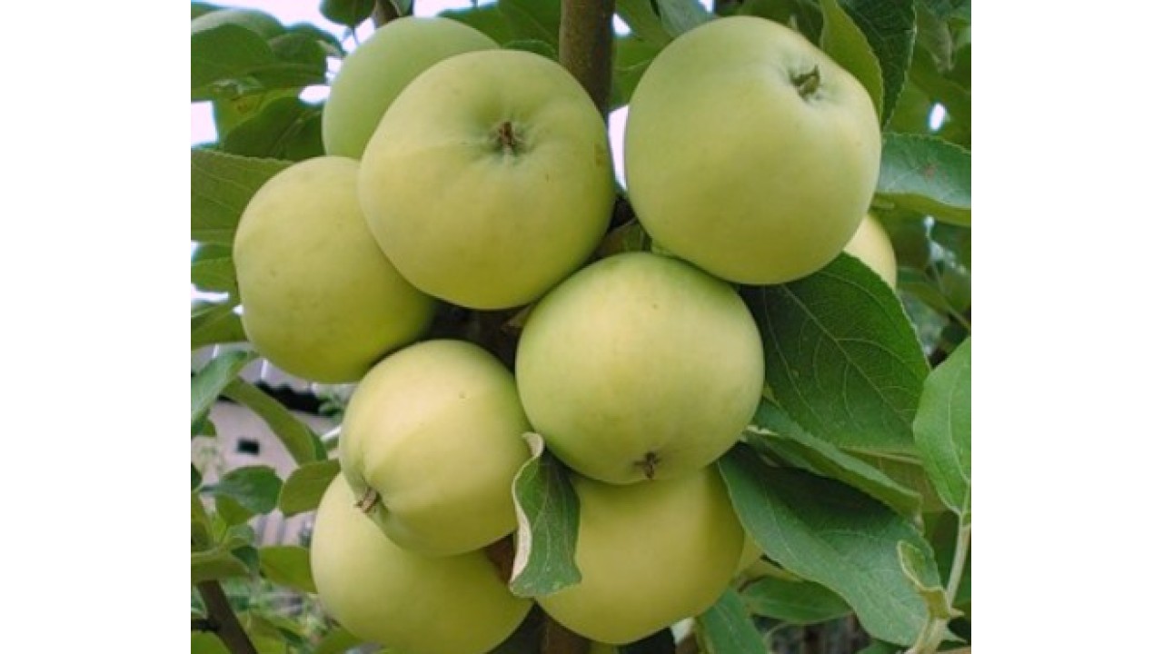 Яблоня Папировка в строительном магазине