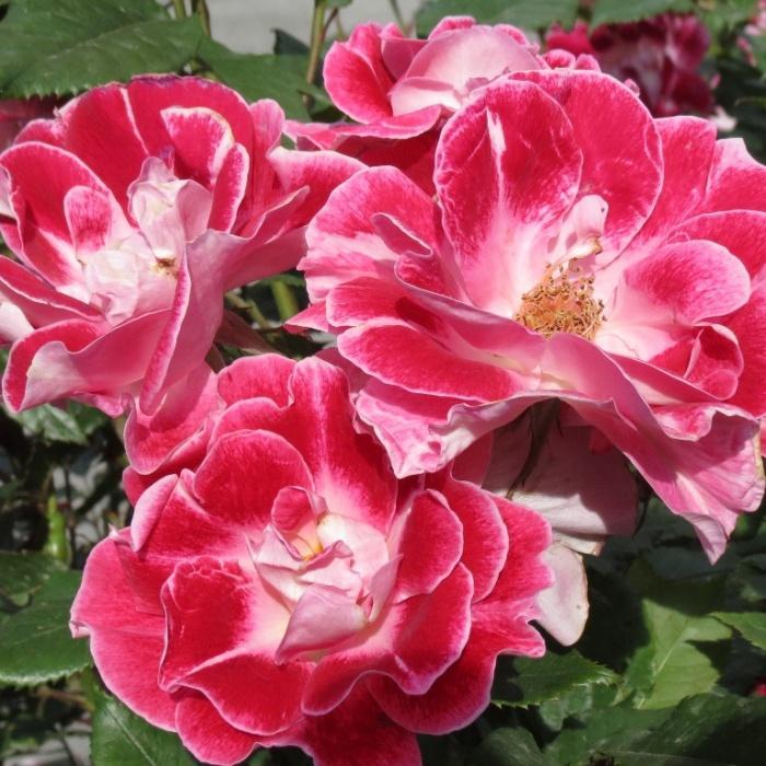 Роза Регенсберг в строительном магазине