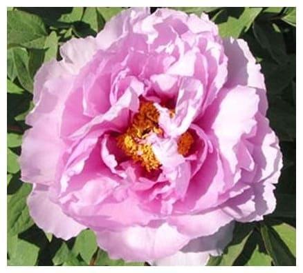 Пион Голубой лотос в строительном магазине