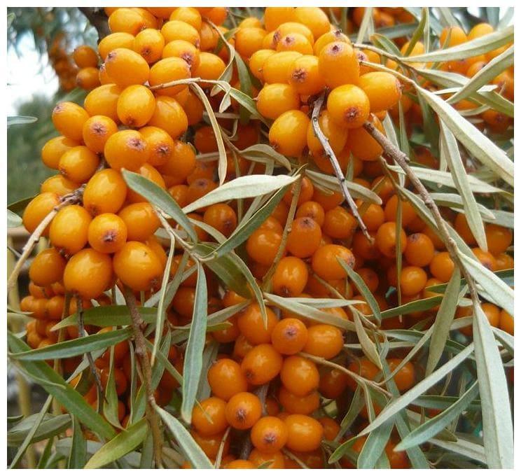 Облепиха Золотой початок в строительном магазине