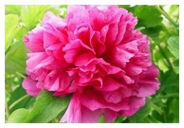 Пион Красное платье в строительном магазине