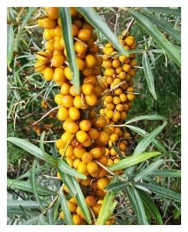 Облепиха Перчик в строительном магазине