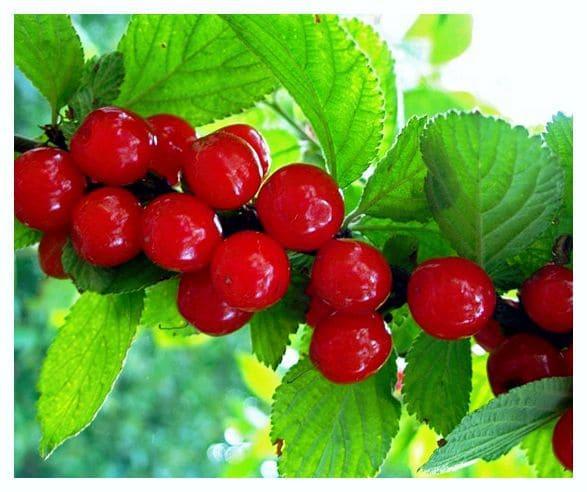 Войлочная вишня Утро в строительном магазине