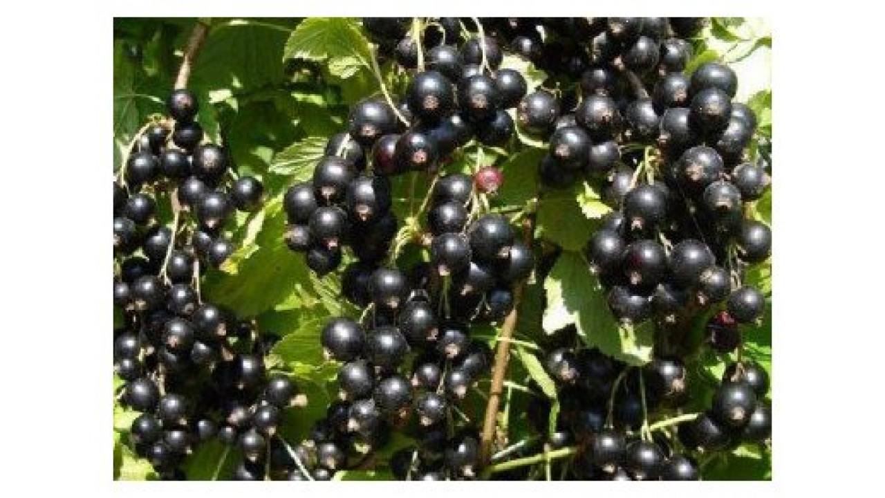 Смородина черная Татьянин день в строительном магазине