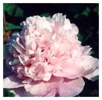 Пион Лантиан Джей в строительном магазине