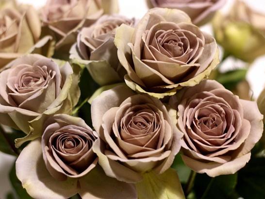 Роза Амнезия в строительном магазине