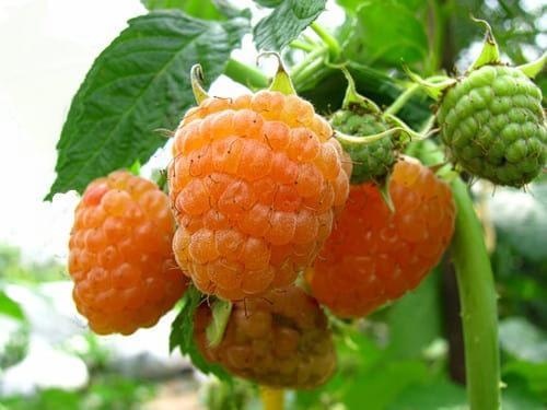 Малина Золотые Купола в строительном магазине