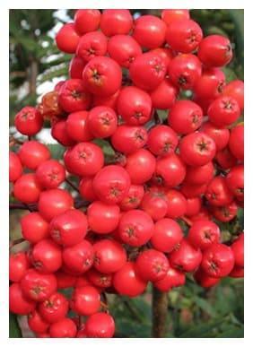 Рябина Алая крупная в строительном магазине