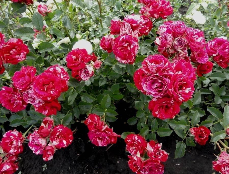 Роза Арроу Фолиес в строительном магазине