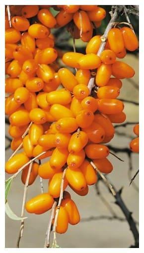 Облепиха Россиянка в строительном магазине