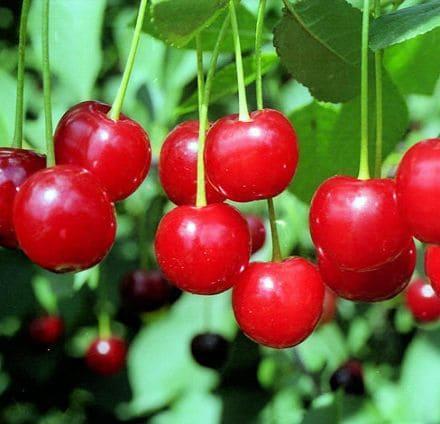 Вишня Любская в строительном магазине