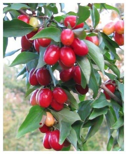 Кизил Евгения в строительном магазине