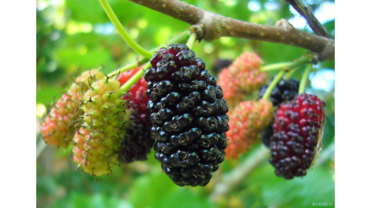 Шелковица Остряковская в строительном магазине