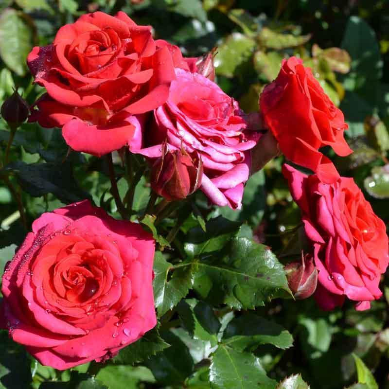 Роза Мирабель в строительном магазине