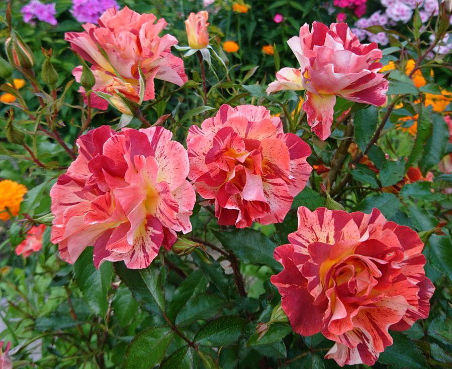 Роза Саммер Лодж в строительном магазине