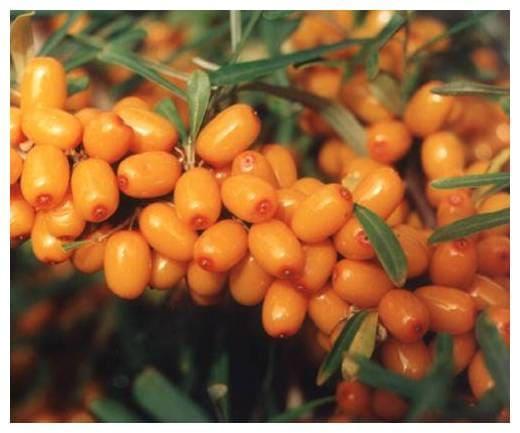 Облепиха Ботаническая в строительном магазине