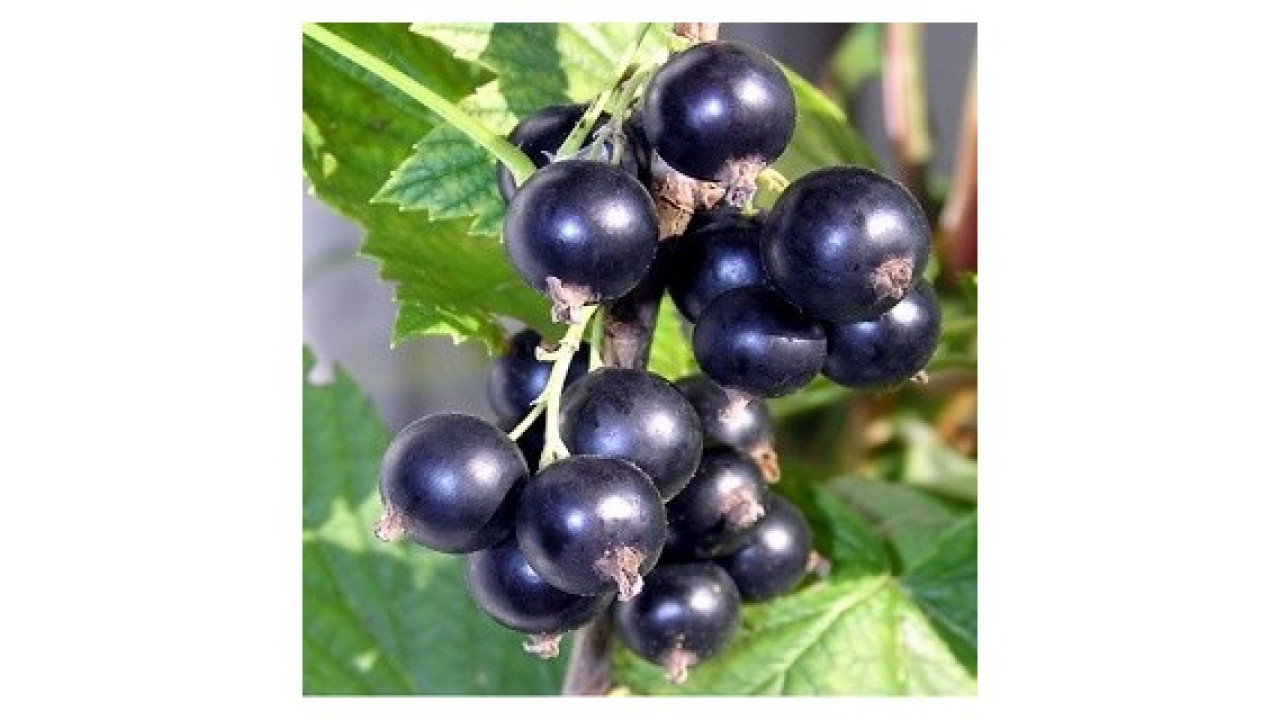 Смородина черная Краса Алтая в строительном магазине