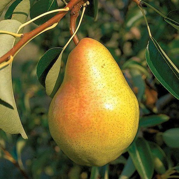 Груша Велеса в строительном магазине