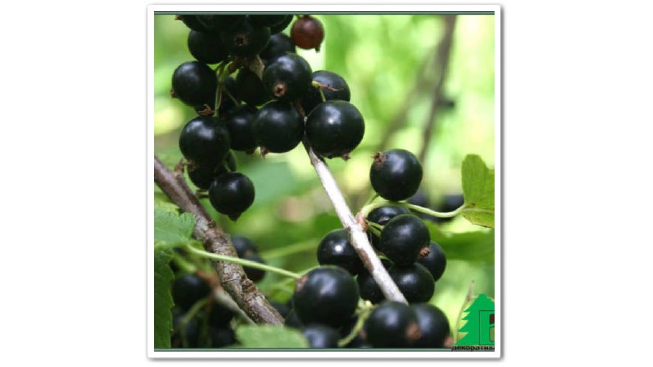 Смородина чёрная Муравушка в строительном магазине