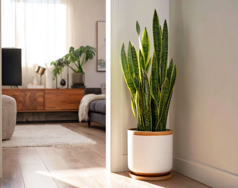 5-samykh-neprikhotlivykh-i-maksimalno-dekorativnykh-komnatnykh-rasteniy-foto (5).jpg 5-samykh-neprikhotlivykh-i-maksimalno-dekorativnykh-komnatnykh-rasteniy-foto (5).jpg