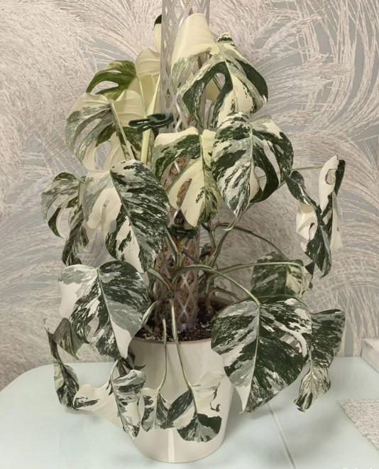 domashniye-komnatnyye-zhivyye-rasteniya-tsvety-populyarnyye-v-2026-godu-foto-primery (25).jpg domashniye-komnatnyye-zhivyye-rasteniya-tsvety-populyarnyye-v-2026-godu-foto-primery (25).jpg