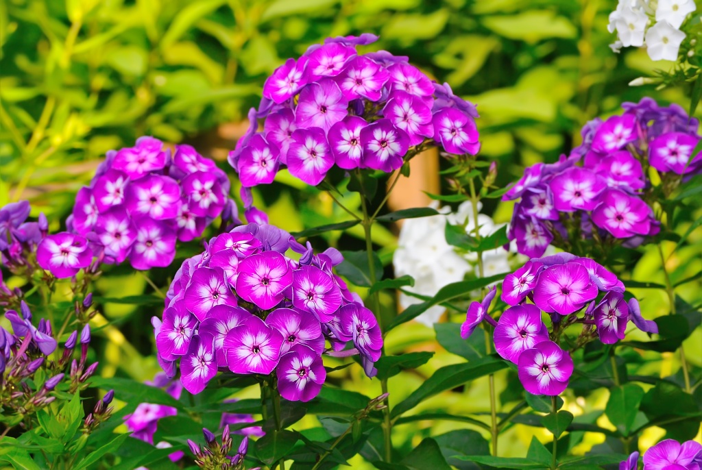 Depositphotos_9122623_xl-2015.jpg Depositphotos_9122623_xl-2015.jpg
