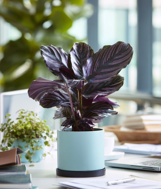 domashniye-komnatnyye-zhivyye-rasteniya-tsvety-populyarnyye-v-2026-godu-foto-primery (32).jpg domashniye-komnatnyye-zhivyye-rasteniya-tsvety-populyarnyye-v-2026-godu-foto-primery (32).jpg