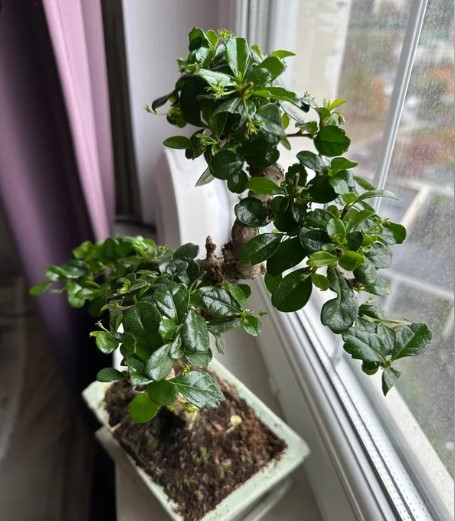 vyraschivaniye-bonsay-v-gorodskoy-kvartire-primery-foto-rasteniye-bonsay (18).jpg vyraschivaniye-bonsay-v-gorodskoy-kvartire-primery-foto-rasteniye-bonsay (18).jpg