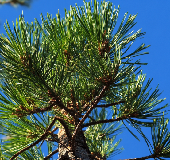 kak-vybrat-i-sokhranit-zhivuyu-elku (14).png kak-vybrat-i-sokhranit-zhivuyu-elku (14).png