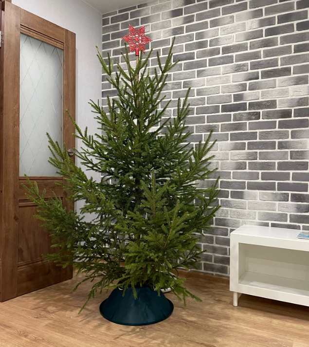 kak-vybrat-i-sokhranit-zhivuyu-elku (29).png kak-vybrat-i-sokhranit-zhivuyu-elku (29).png